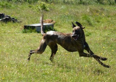 Lurcher Roxy
