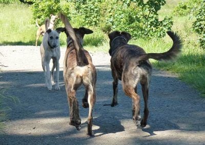 Lurchers and whippets