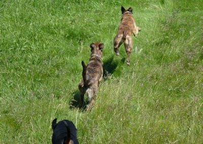 Doberman and lurchers running