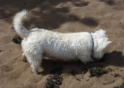 west highland terrier digging