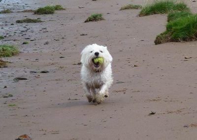 west highland terrier running with ball