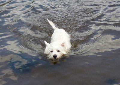 west highland terrier swimming