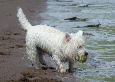 wesst highland terrier at beach