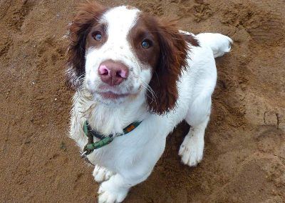 Springer spaniel puppy