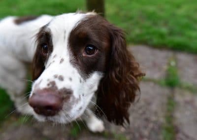 close up of springer spaniel