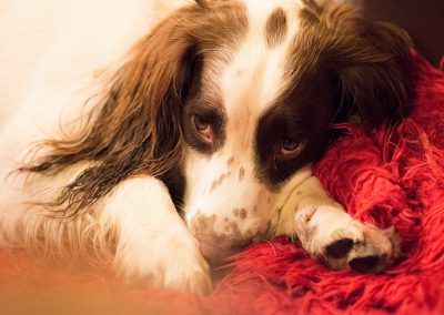 sleeping springer spaniel
