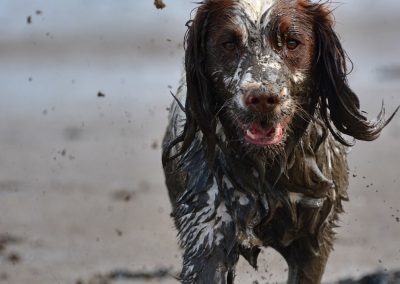 springer spaniel covered in mud
