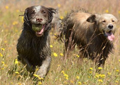 Dirty dogs