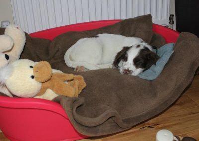 puppy spaniel sleeping