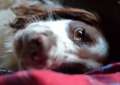 lying springer spaniel
