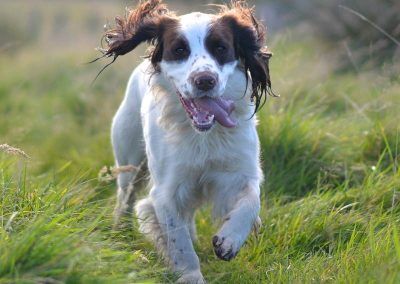 springer spaniel
