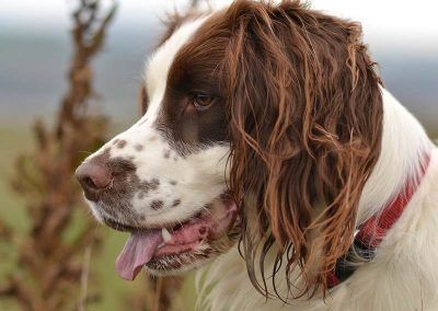springer spaniel male