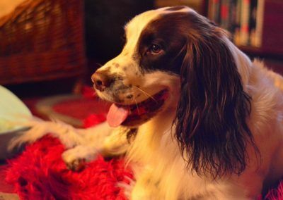 Spaniel on rug
