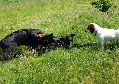 puppy watching dogs pay fight