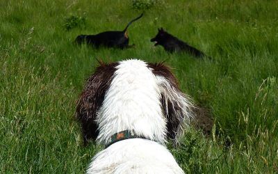 Nevis watches Rory and Skye run through the grass! Pup watching dogs run