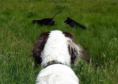 Pup watching dogs run