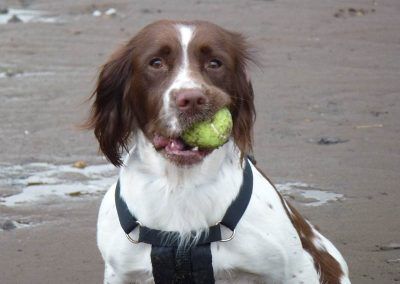 spaniel sitting with ball in mouth