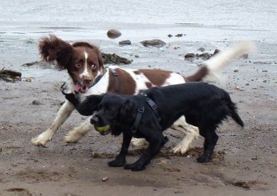 spaniels running on the beach
