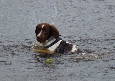 springer retrieving ball
