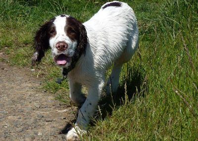 18 week old english springer spaniel
