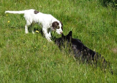 springer spaniel puppy and german shepherd
