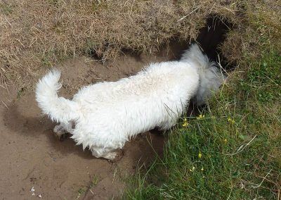 west highland terrier at hole