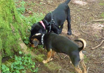 Beau and Chilli!