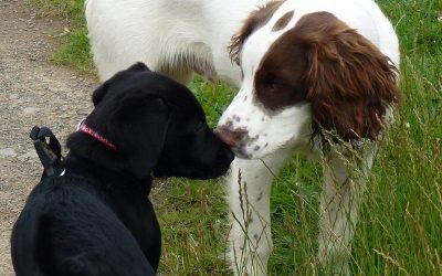 Beau and Nevis say "Hi!" Black Labrador puppy and springer spaniel puppy!