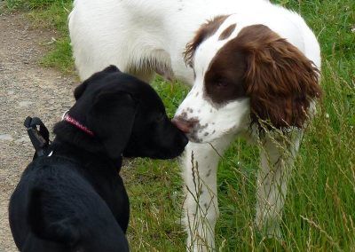 Black Labrador puppy and springer spaniel puppy!
