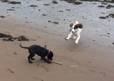 Puppies playing on the beach!