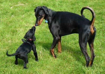 Black labrador puppy and doberman