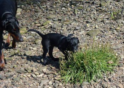Black Labrador puppy sniffing!