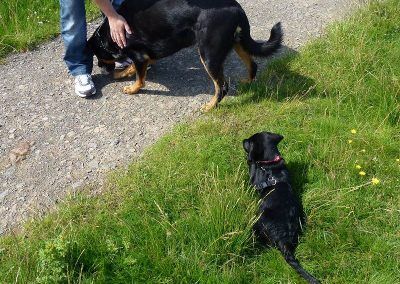 puppy with rottweiler!