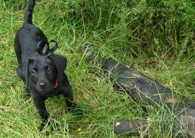 Beau finds a large stick!