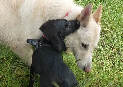 Beau meets a white German shepherd!