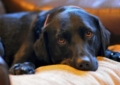 sleeping black labrador