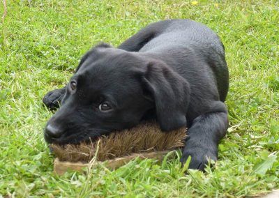 Black lab puppy playing with broom