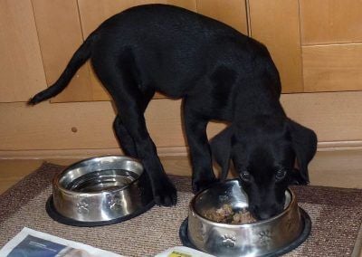 puppy labrador eating