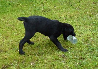 puppy labrador with plastic bottle