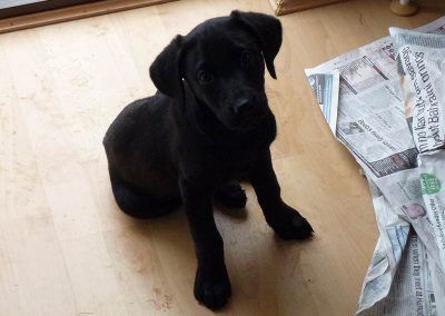 black labrador pup sitting