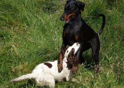 Springer spaniel pup and doberman playing