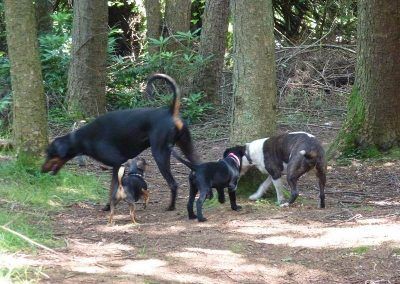 Beau with her pack dog friends!