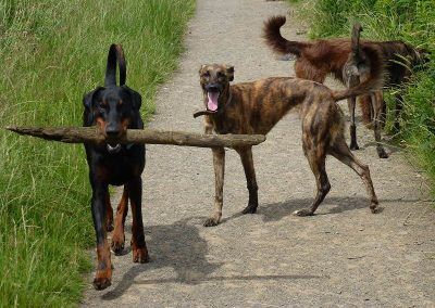 Rory, Roxy, Ruby and Ronnie!