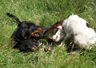 Rory and Nevis!