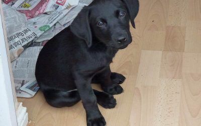 Labrador puppy, Beau! gorgeous Labrador puppy