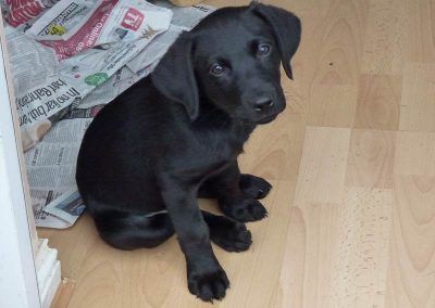 gorgeous Labrador puppy