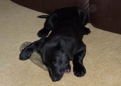 labrador puppy playing with plastic bottle
