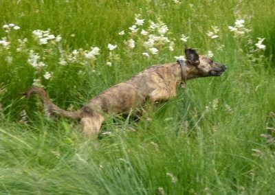 Lurcher running through long grass!