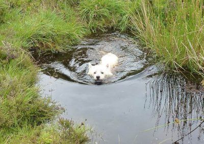 west highland terrier swimming