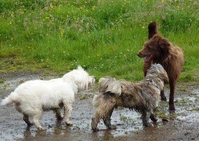 dogs greeting